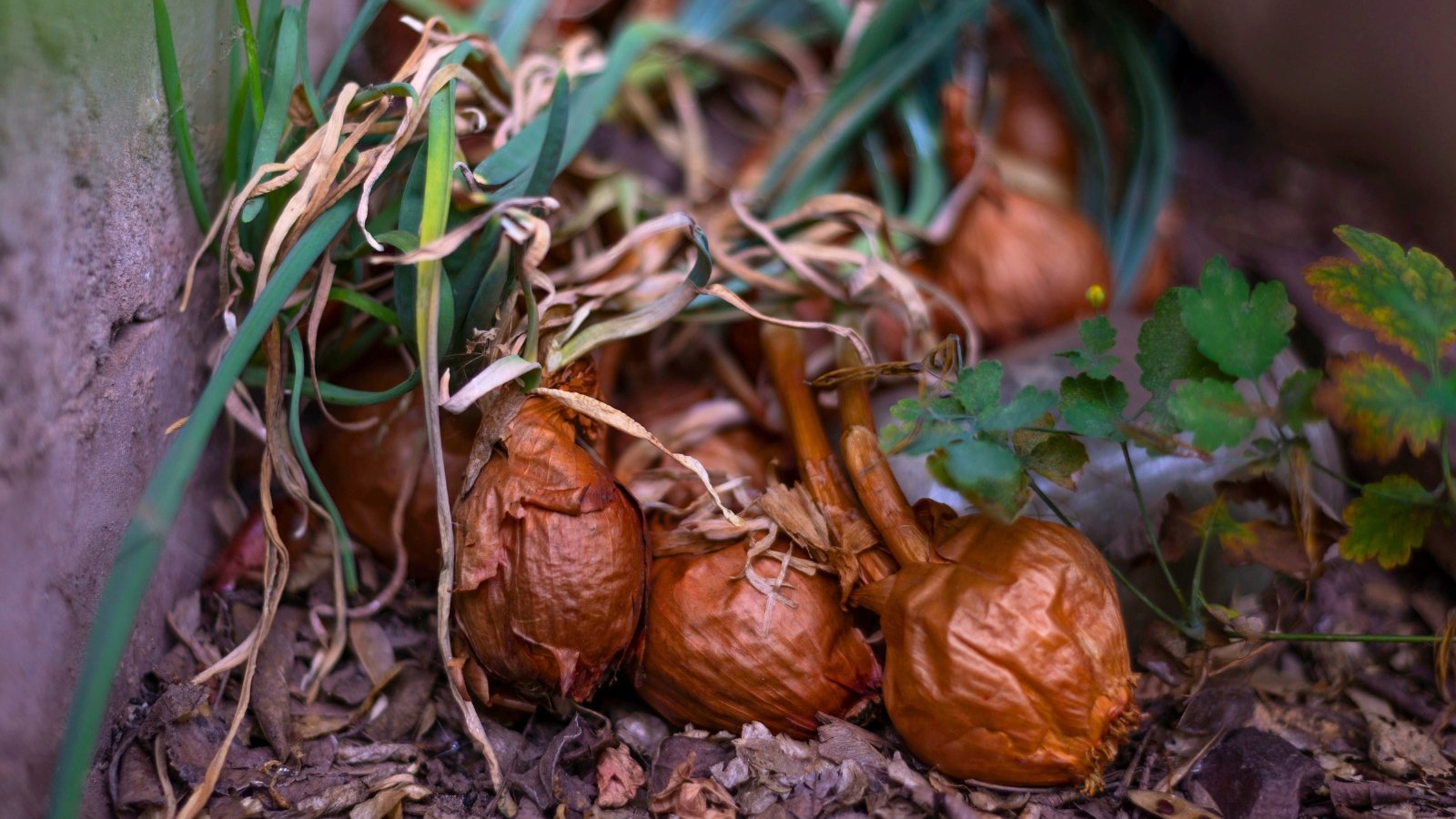 Rotting mushy onions with collapsed skins and dry drooping leaves lying on the soil.