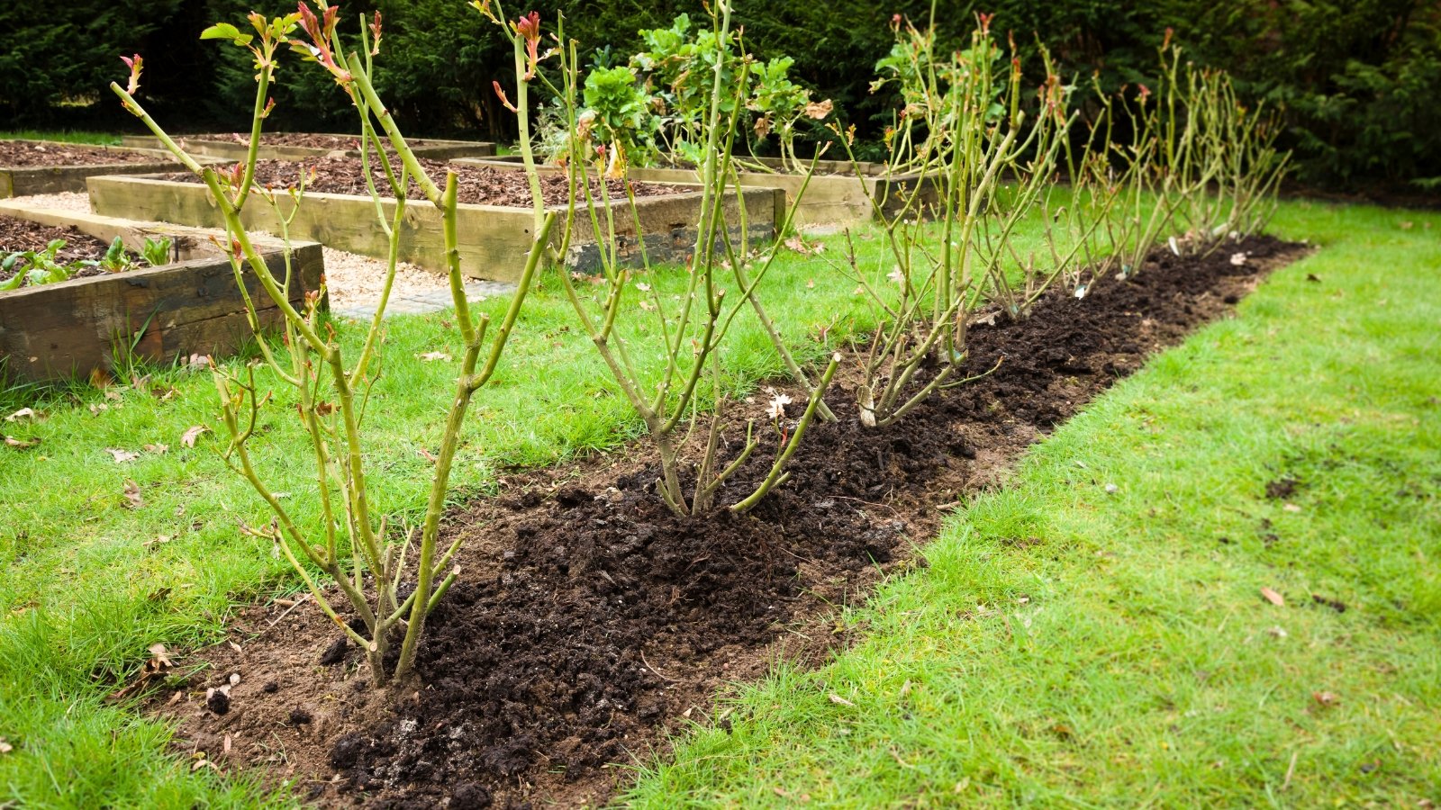 A row of rose bushes with upright, thorny stems covered with young, green, jagged leaves grows in a bed fertilized with loose, black compost.
