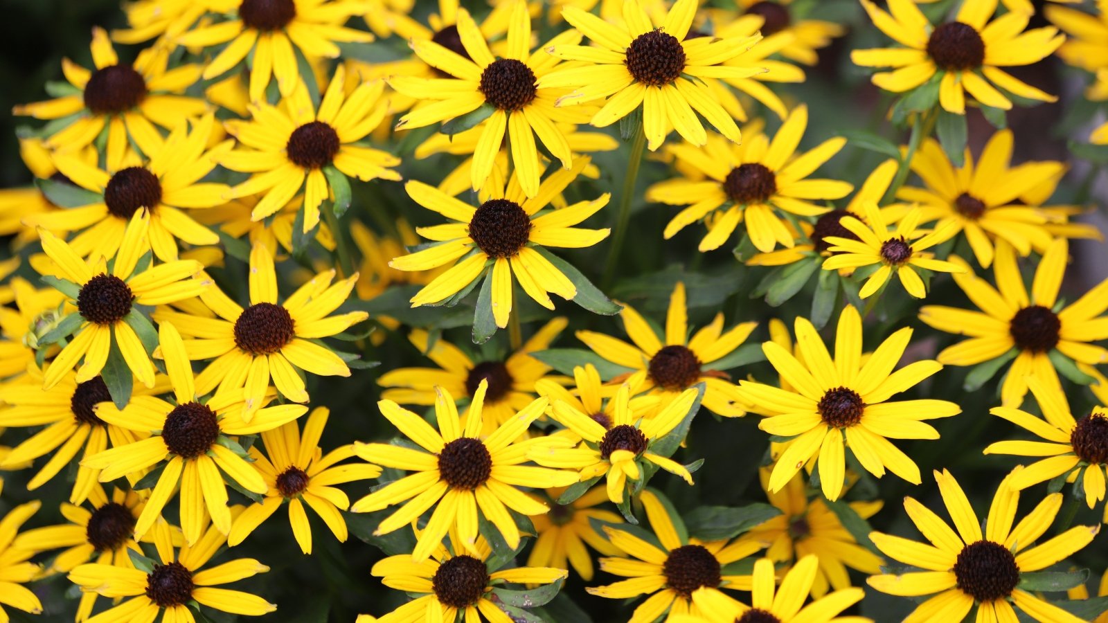 Bright golden yellow daisy-like flowers with dark brown centers on sturdy stems with coarse, dark green leaves.

