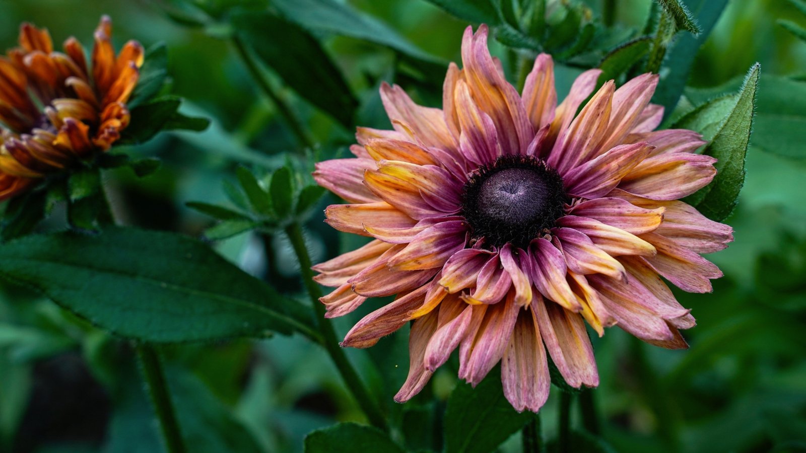 Semi-double to double copper, bronze, rose, orange, and burgundy flowers with dark chocolate centers and a subtle bi-color effect on tall, slender stems with hairy, lance-shaped green leaves.
