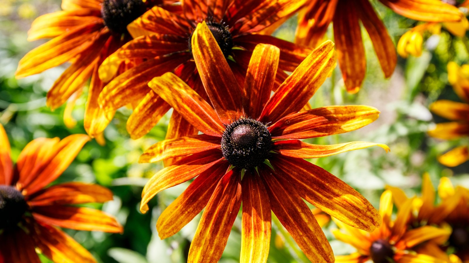Close-up of the striking daisy-like flowers of the rudbeckia variety with fiery red, narrow petals tipped with yellow, radiating from bulbous black centres on tall, sturdy stems in a sunny garden.