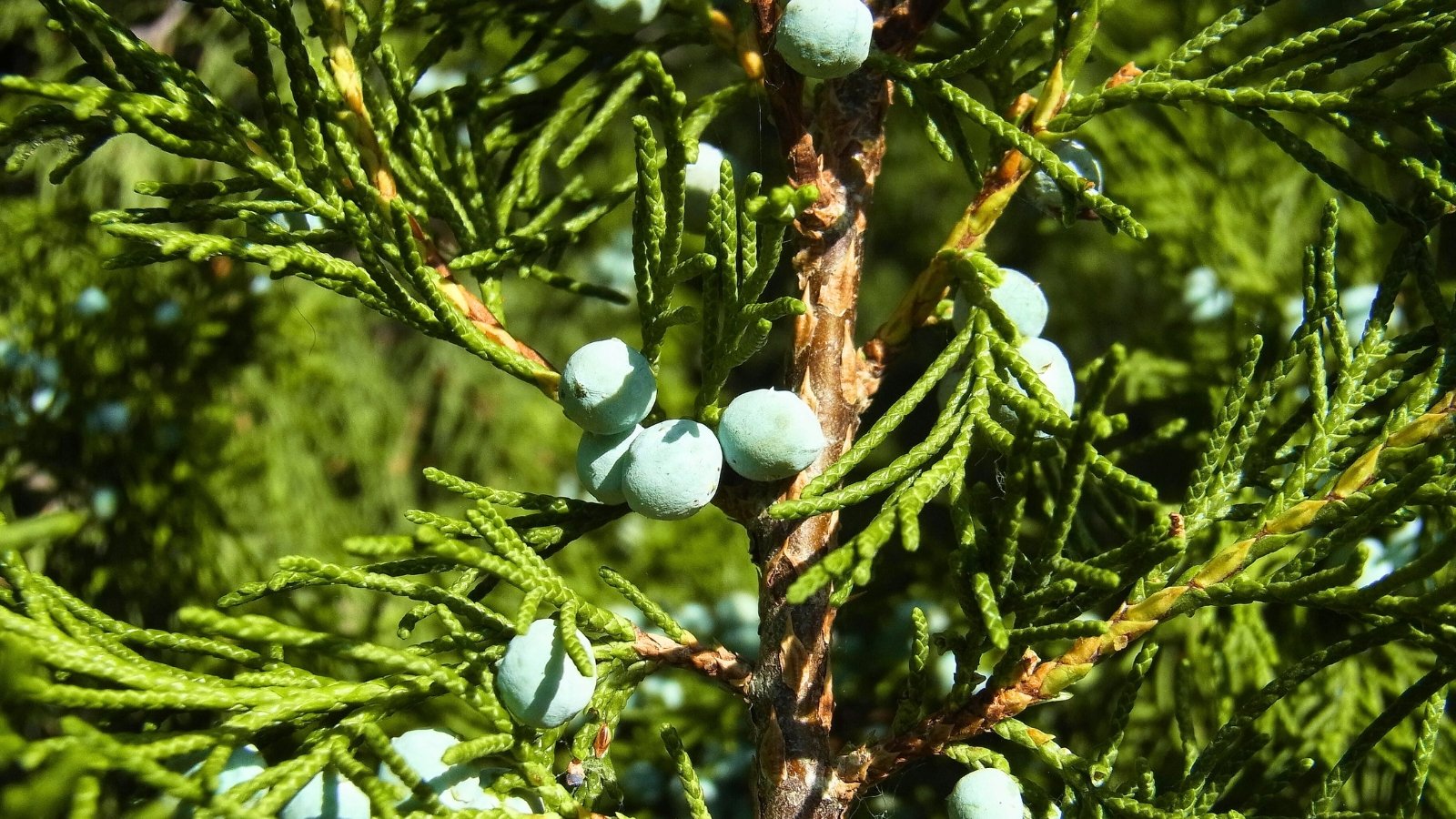 Female cones appear as small, round, bluish berries clustered along scaly branches in bright full sun, close up.
