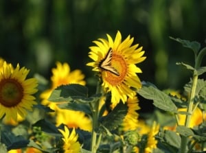 A yellow swallow-tailed butterfly rests on giant sunflowers with large yellow petals and dark centers, illustrating seeds to plant now to feed fall butterflies.