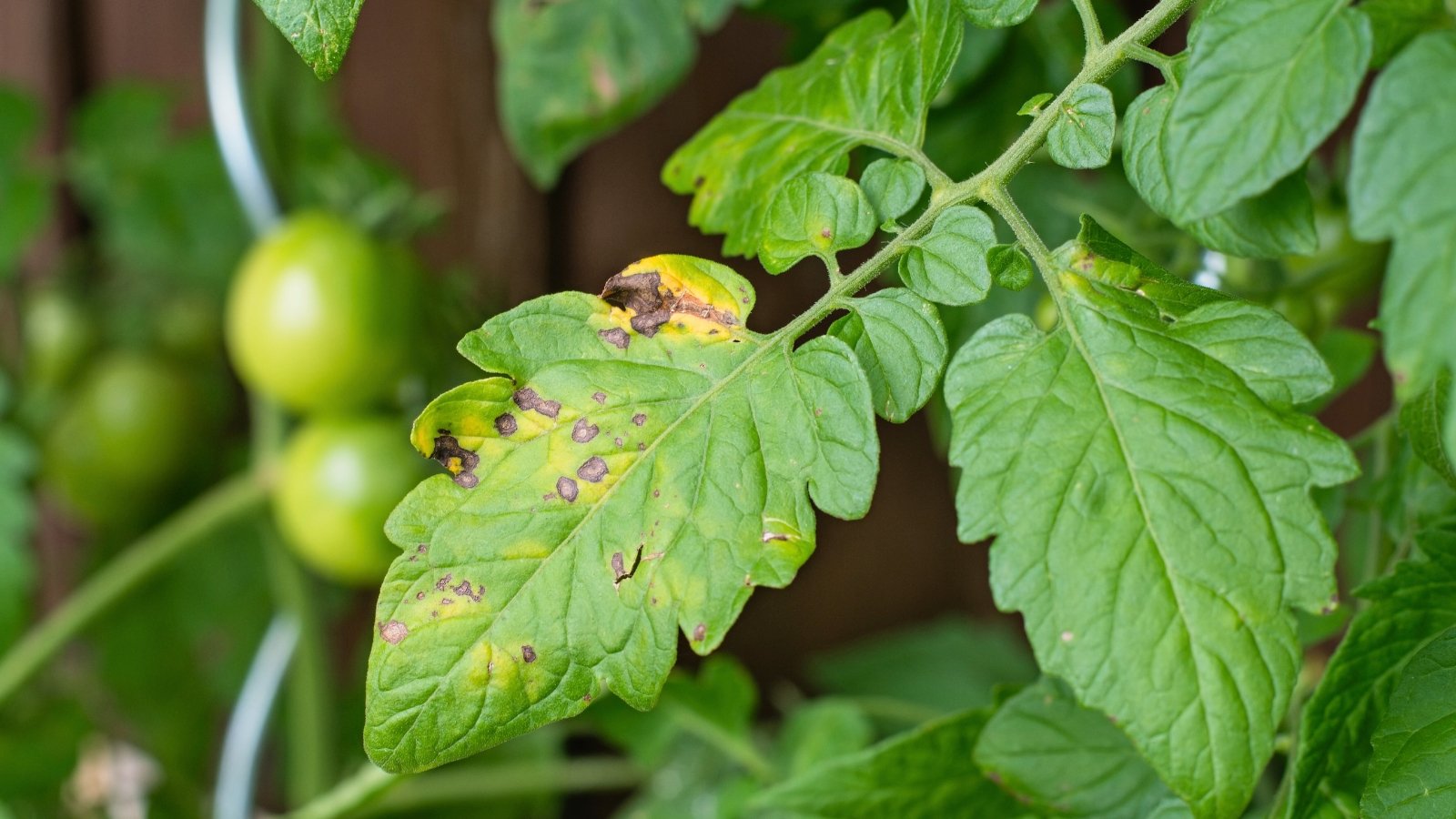 Tomato leaves display numerous small, round, dark-edged spots with light centers, showing signs of septoria leaf spot.