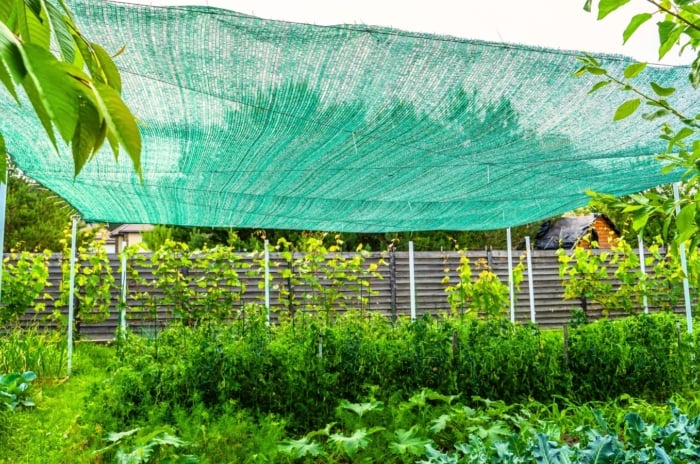 shade cloth hanging over green plants