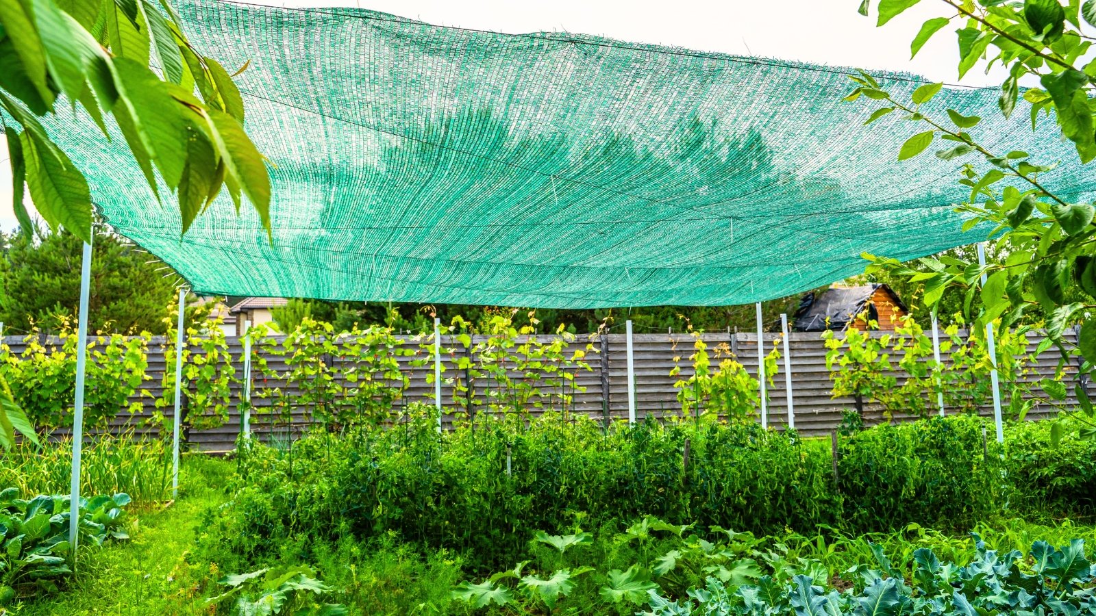 A shot of a green colored shade cloth hanging over green plants