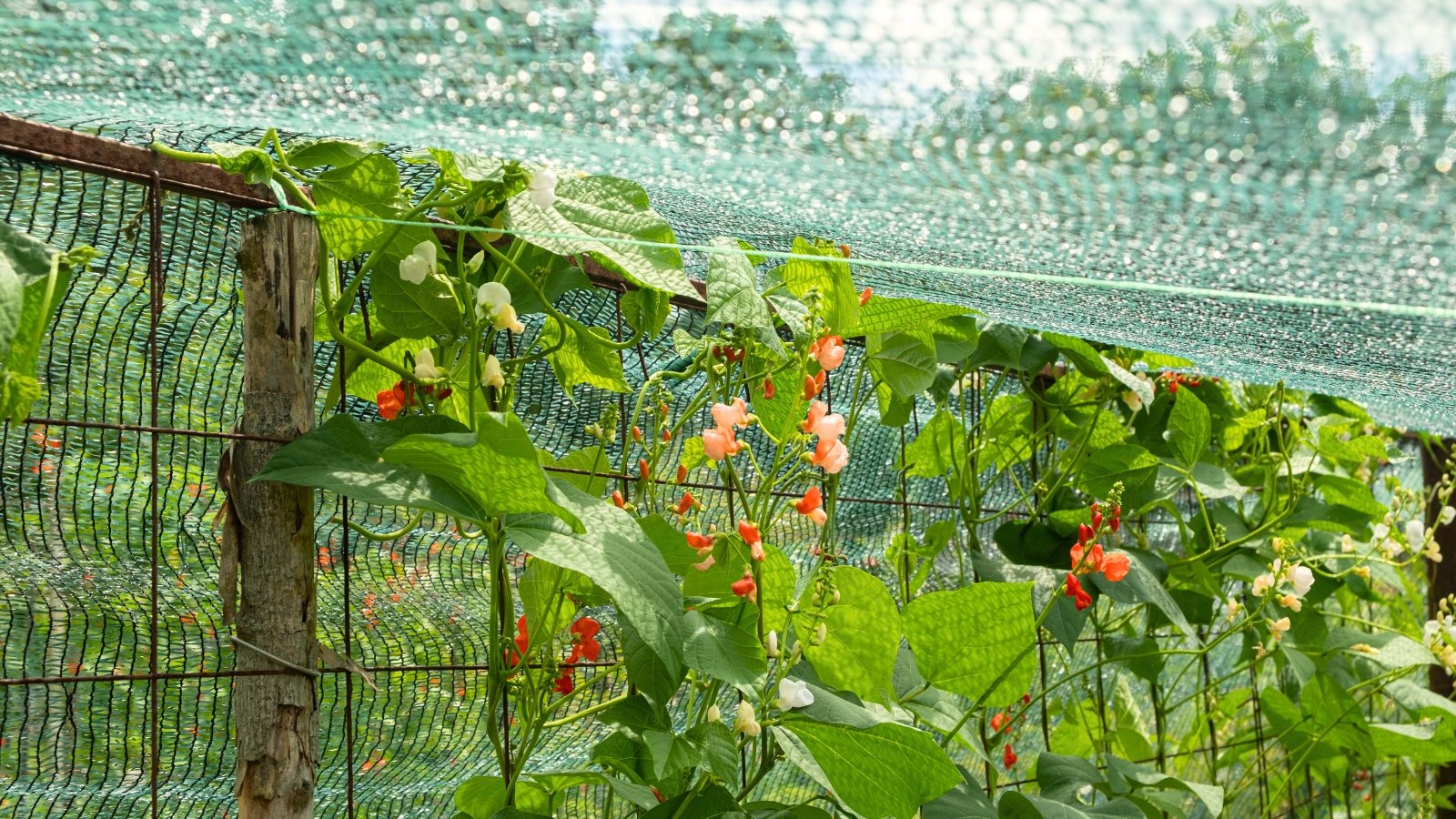 Blooming bean plants climb trellises in a vegetable garden, sheltered under shade netting with green leaves and delicate flowers.
