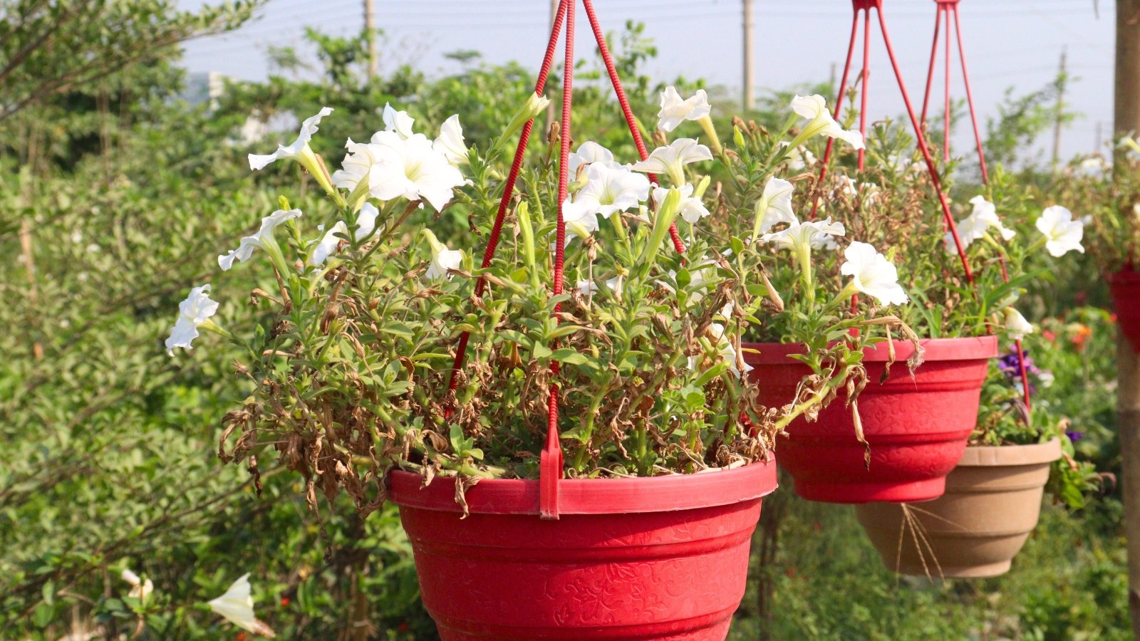 A red hanging planter bursts with delicate white trumpet-shaped blossoms and green and browning foliage, with more planters and green trees behind.