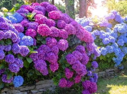 A vibrant display of large, rounded flower clusters in shades of purple and blue with green foliage on a thriving shrub that can be planted in August.