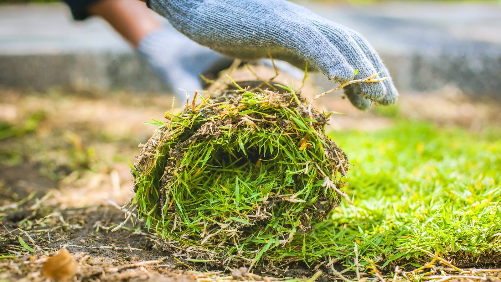 A man's hands unroll fresh sod onto bare soil, aligning green turf strips to establish a new lawn.