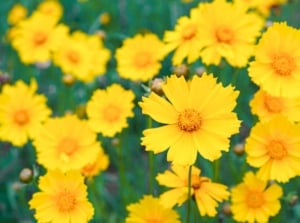 Southern perennial flowers, including yellow daisy-like blooms with distinct brown centers and irregular petals, are interspersed with green leaves and other less defined yellow flowers.