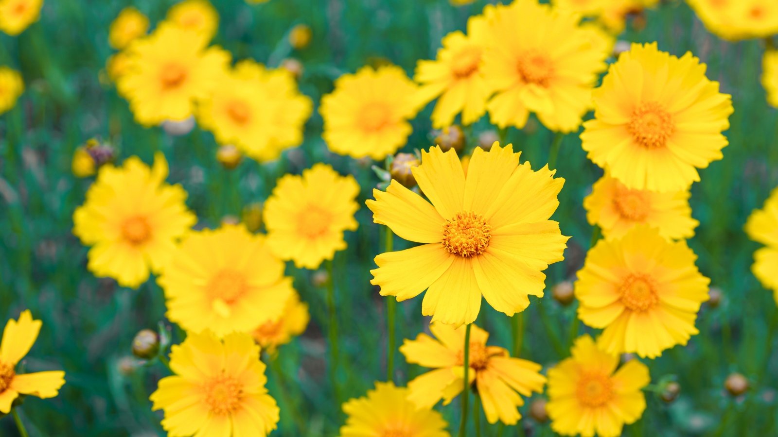Southern perennial flowers, including yellow daisy-like blooms with distinct brown centers and irregular petals, are interspersed with green leaves and other less defined yellow flowers.
