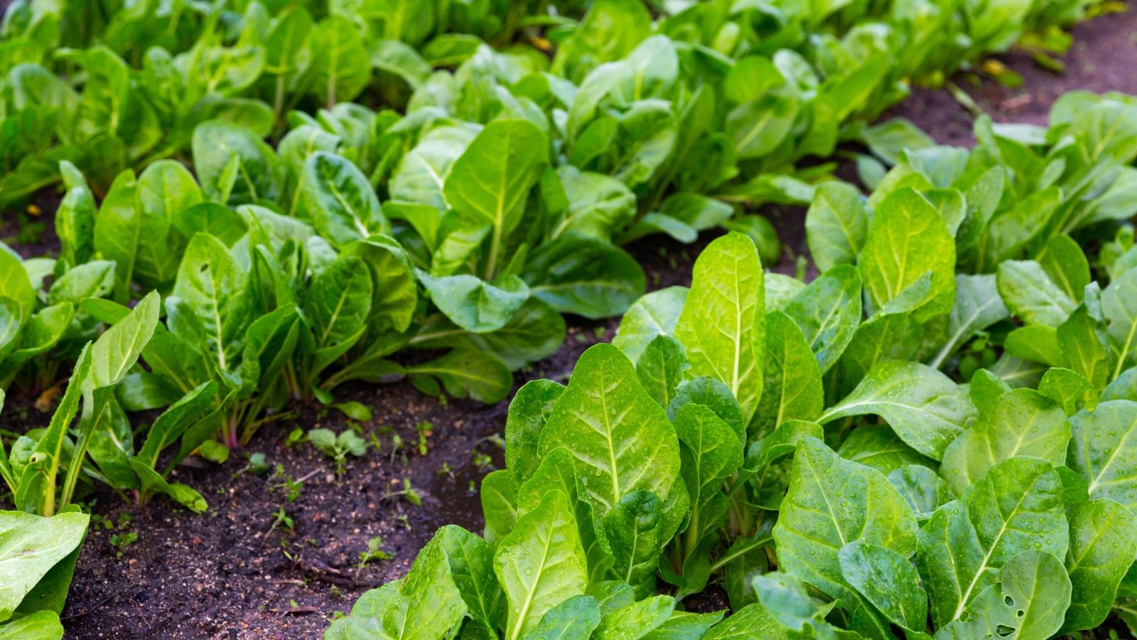 Smooth, dark green oval leaves with slightly crinkled edges grow densely in rows in a garden bed.
