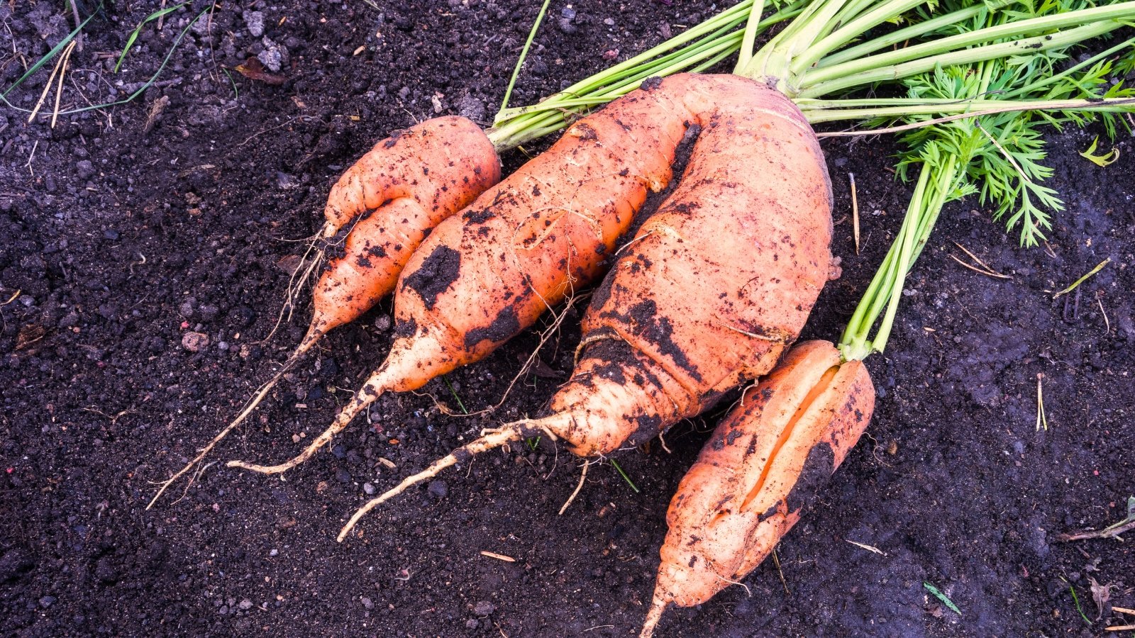 Close-up of freshly picked v-shaped double carrot roots and split carrot on black loose soil.