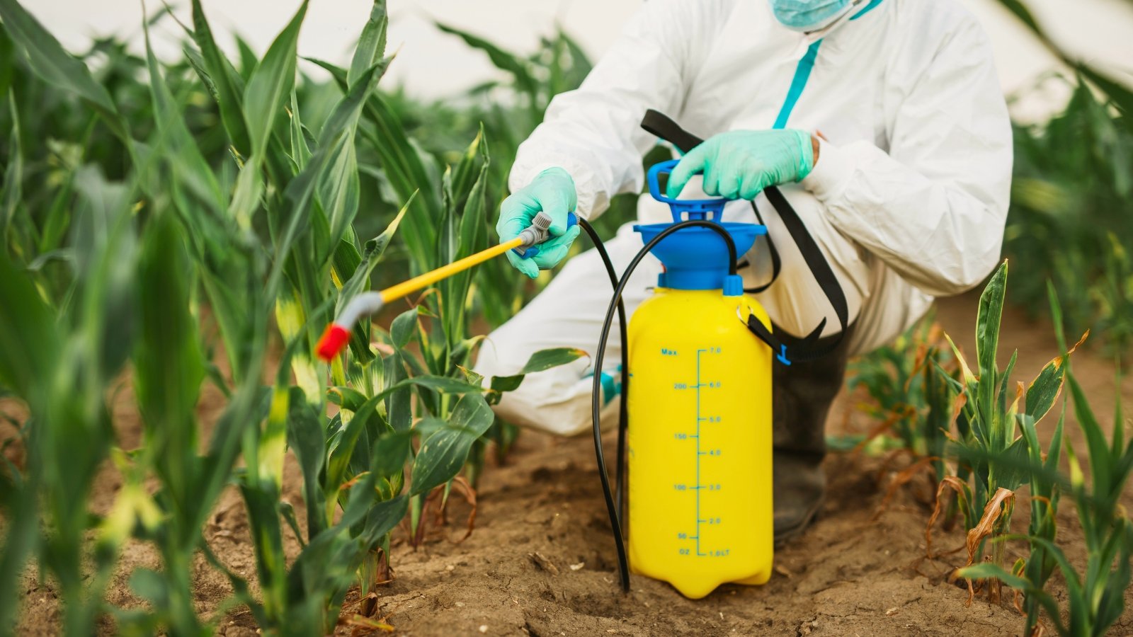A farmer in a white protective suit sprays insecticides from a handheld gun onto rows of young green corn plants in a field.