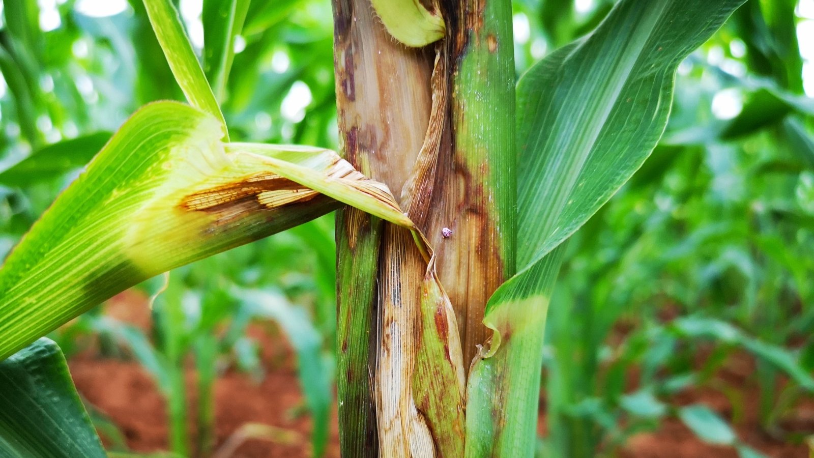 Corn stalk showing dark, sunken lesions near the base with collapsed tissue and discolored interior indicating stalk rot.