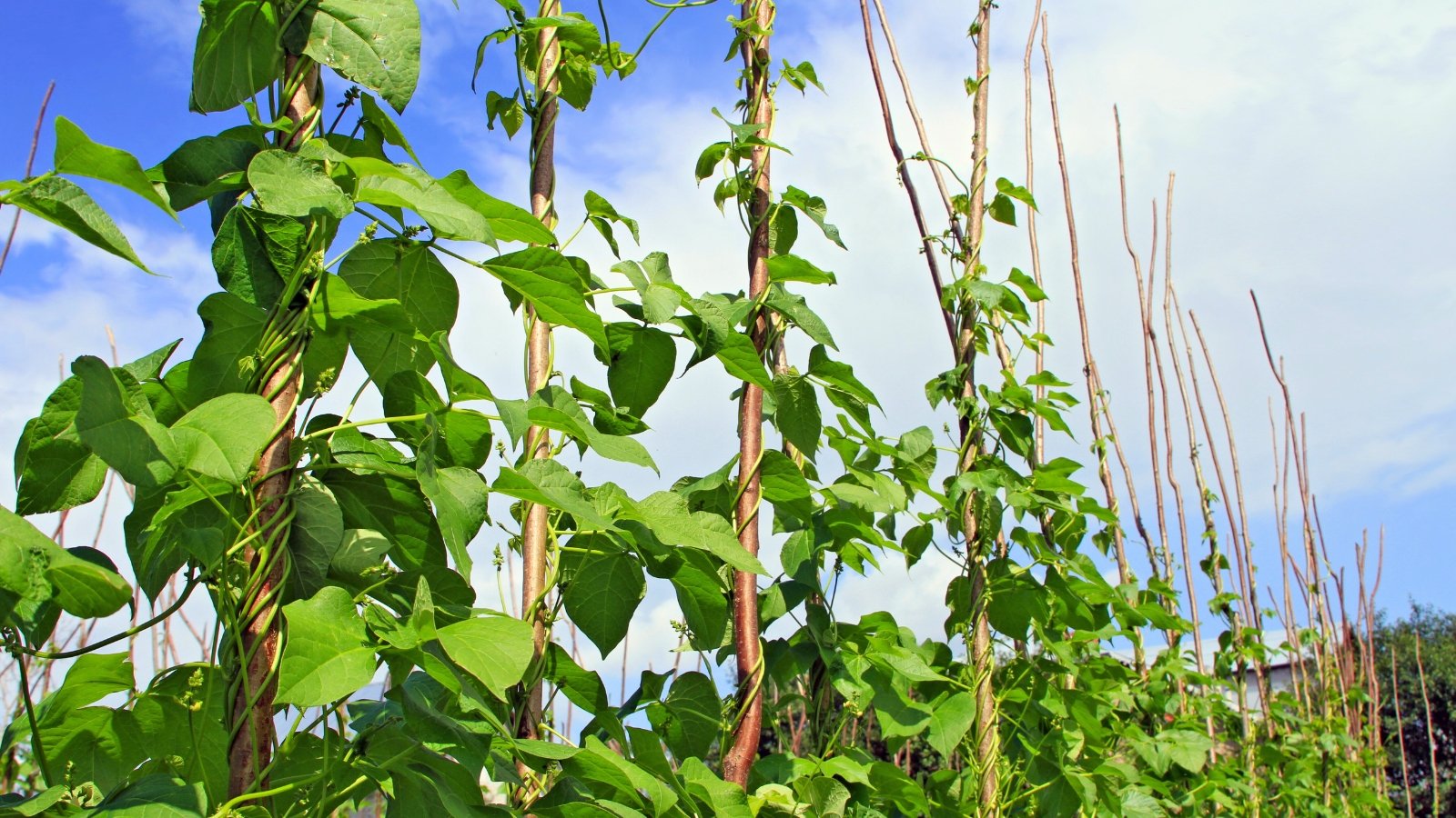 Tall, climbing vines with lush green, trifoliate leaves wind tightly around upright poles in vertical rows.