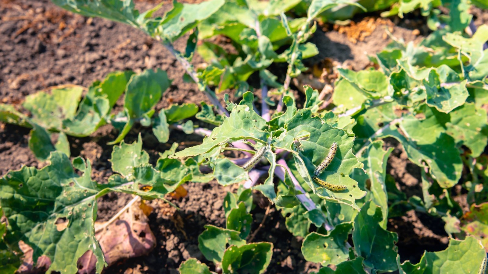 Close up of a cabbage plant suffering from pest damage from green caterpillars eating the large blue-green leaves and leaving large irregular holes.