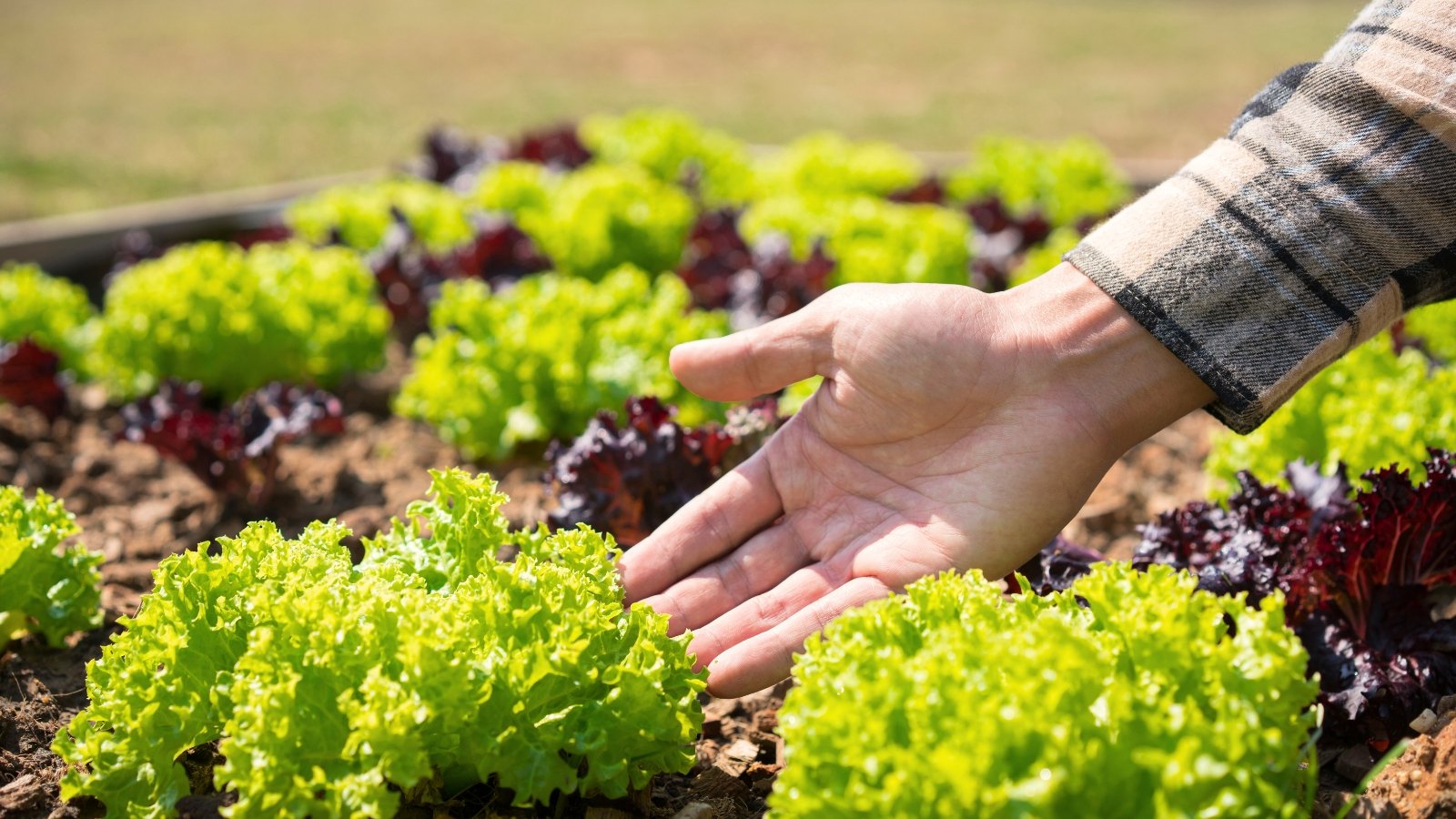 Succession sow lettuce. Close-up of a man's hand showing bright green rosettes of lettuce with ruffled wavy foliage growing in a raised bed among purple varieties.
