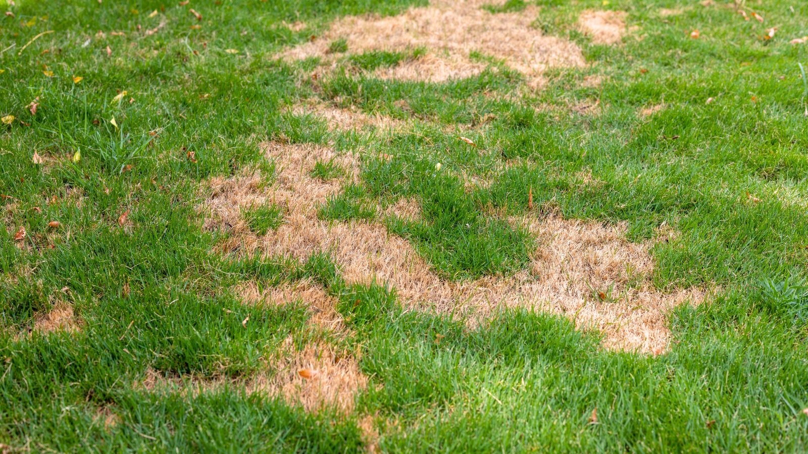 Patches of dry brown grass scattered irregularly among healthy green lawn blades, creating a mottled summer lawn appearance, indicating summer lawn disease.