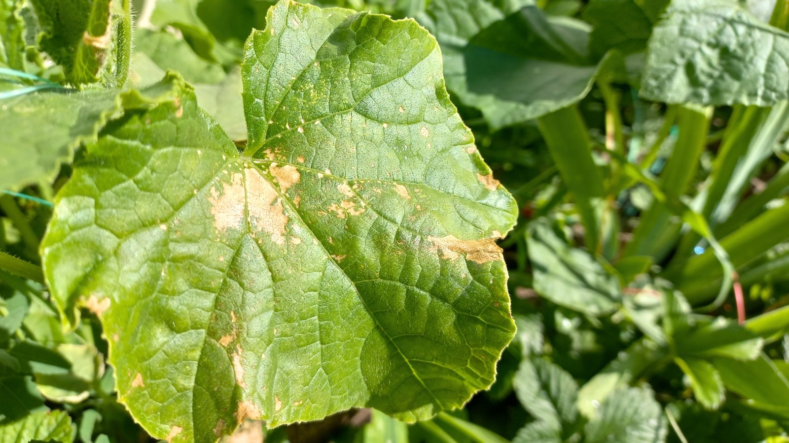 Green cucumber leaves display pale, bleached patches and crisp edges from sunburn damage.
