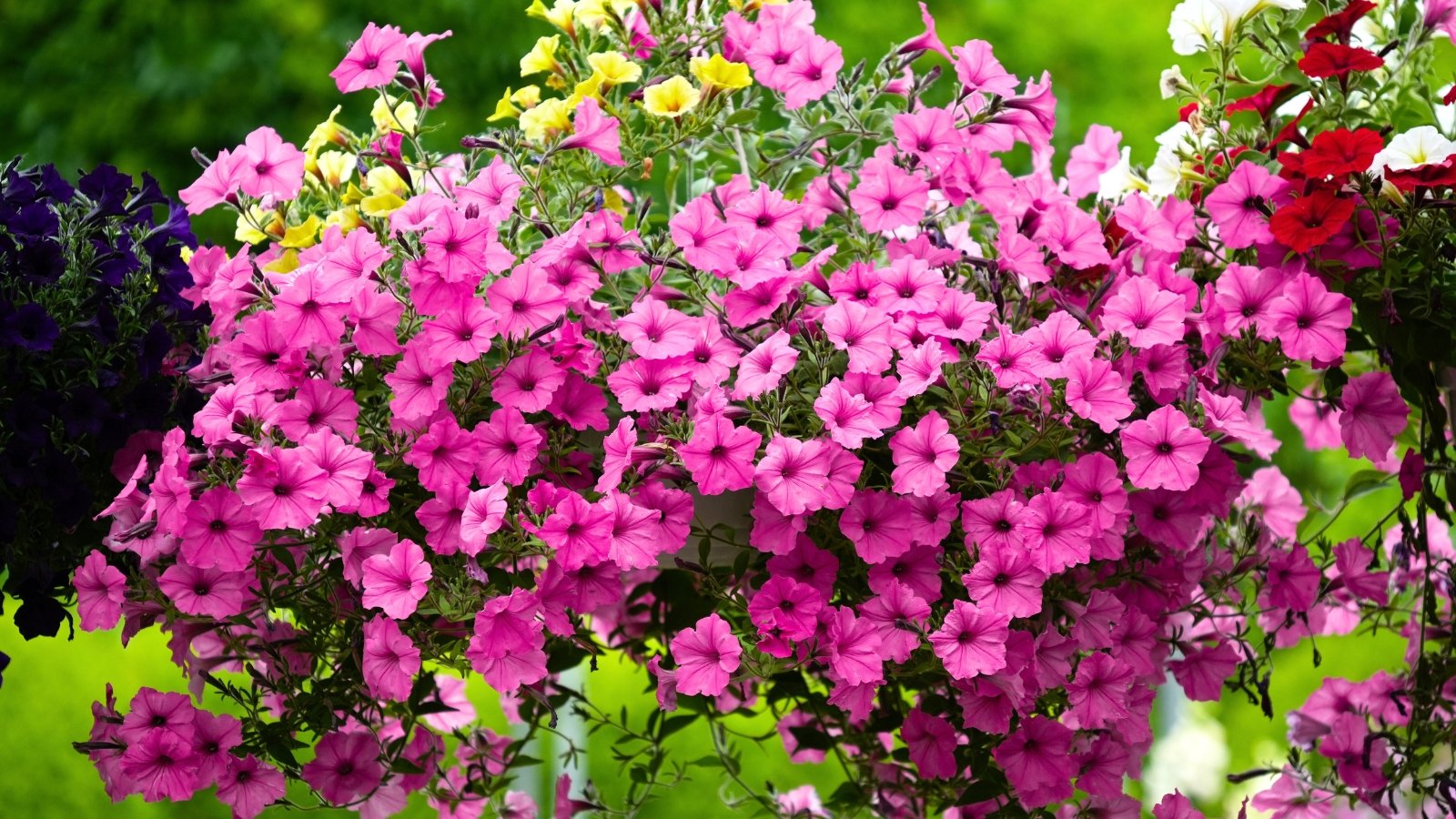 A hanging basket overflows with delicate light pink blossoms with fuchsia-pink veins, nestled among bright green foliage, beside a hint of darker purple flowers.