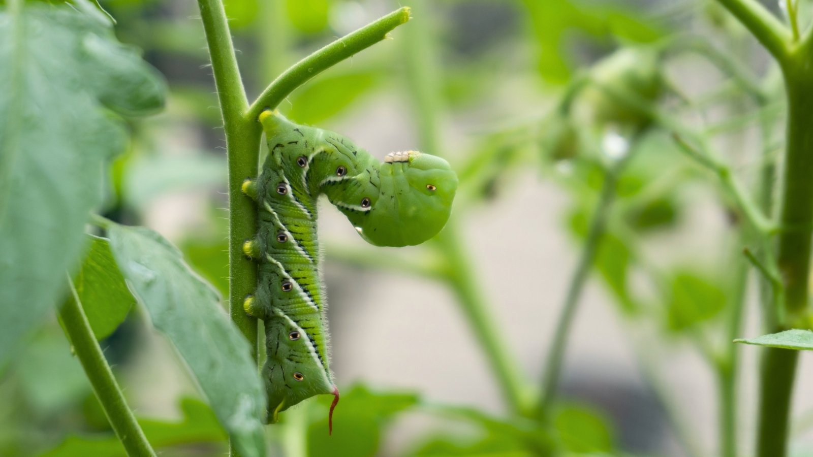 A large green tobacco hornworm with white diagonal stripes and a curved horn clings to the stem of a tomato plant among leafy foliage.