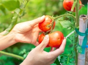 Close-up of a woman's hands holding a cluster of small red tomatoes on a vertical stem tied to a bamboo stake, illustrating common tomato-staking mistakes to avoid.