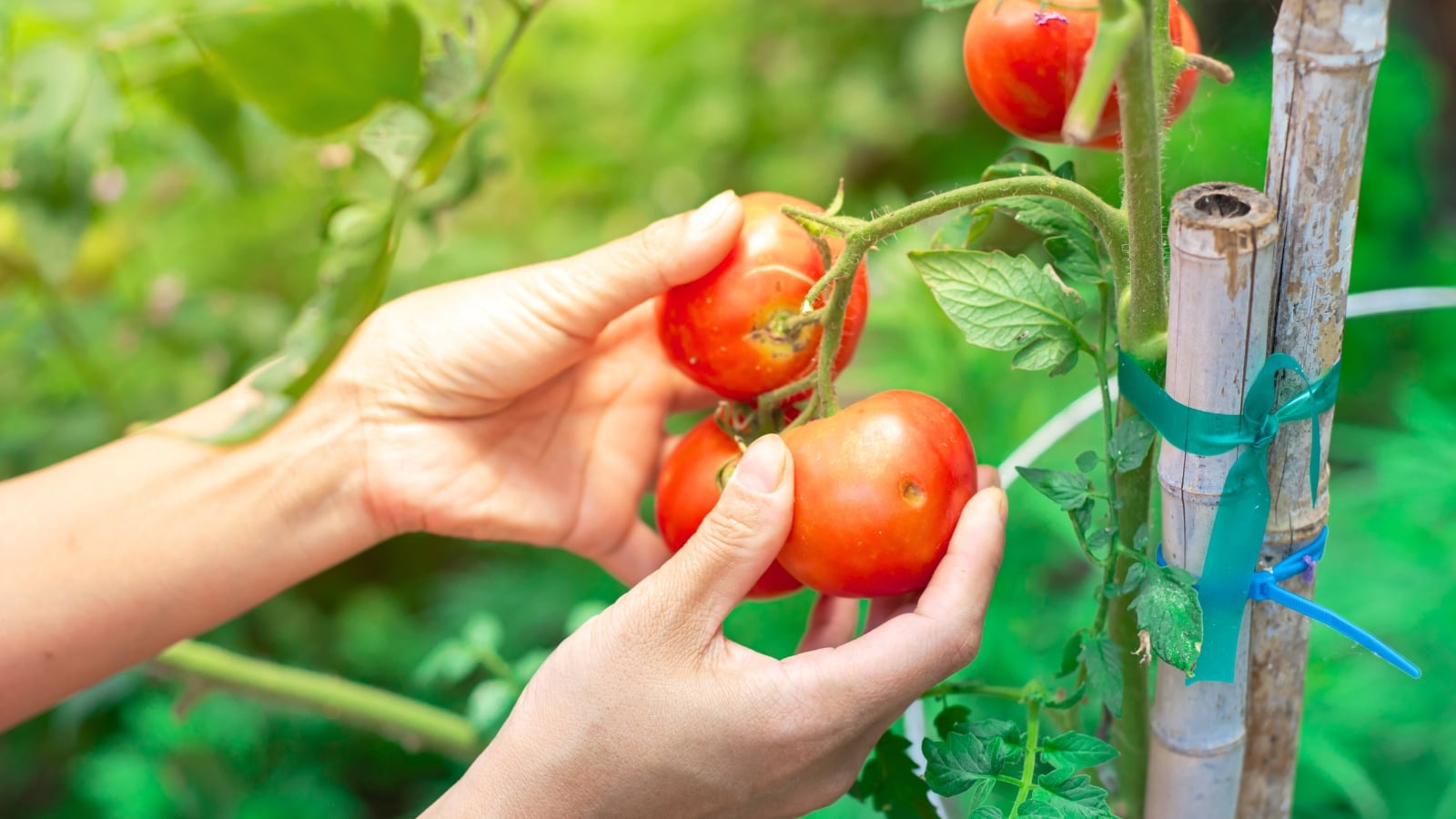 Close-up of a woman's hands holding a cluster of small red tomatoes on a vertical stem tied to a bamboo stake, illustrating common tomato-staking mistakes to avoid.