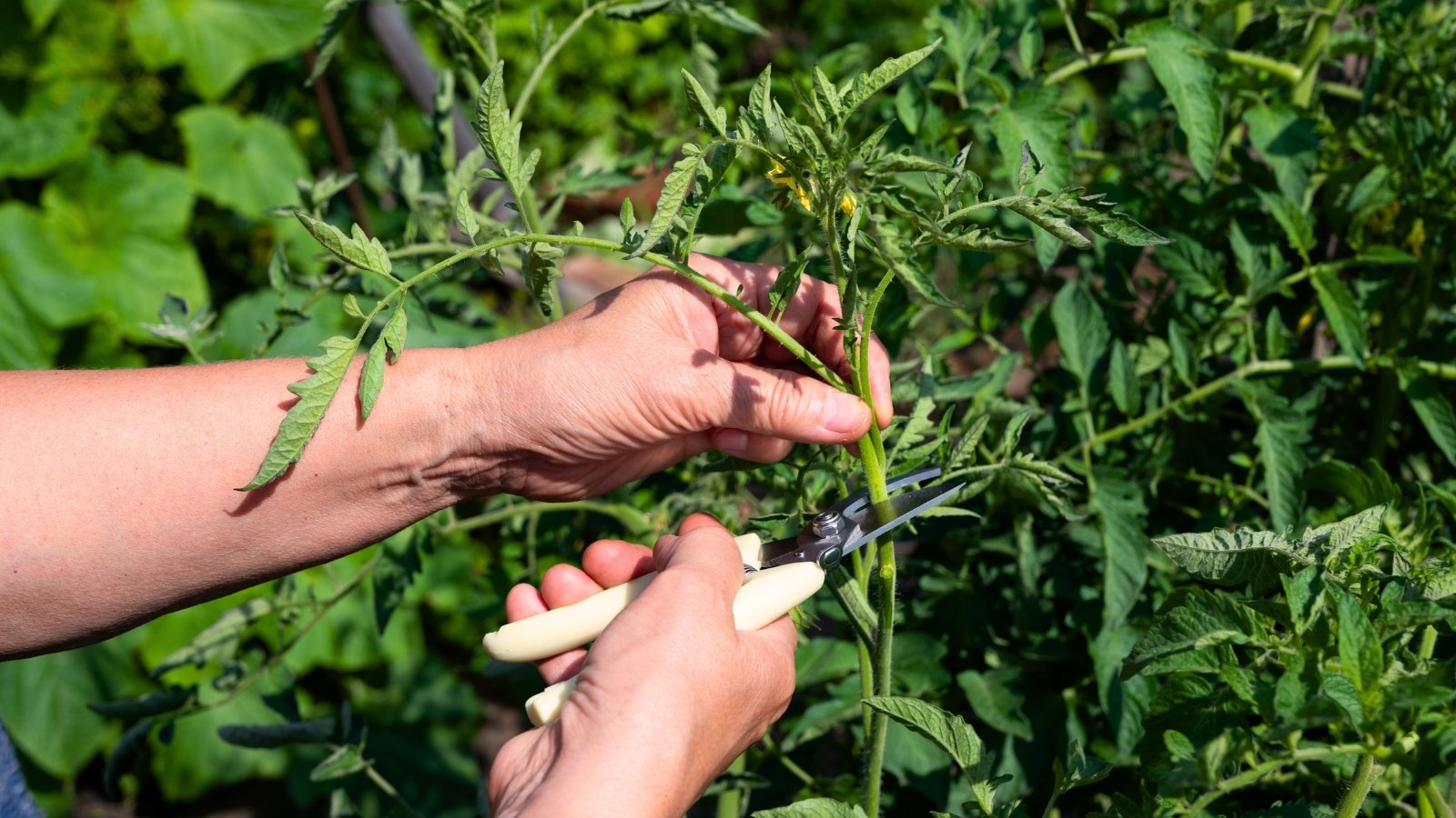 A gardener uses pruners to trim the top of a tall tomato plant, surrounded by leafy green vines and small yellow flowers.