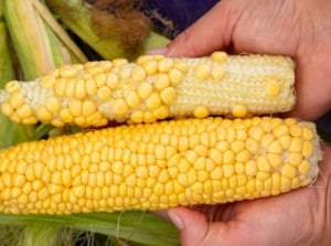 A man's hand holds both an underdeveloped and a healthy corn cob close up, showing a clear contrast in size and kernel development.