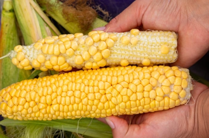 A man's hand holds both an underdeveloped and a healthy corn cob close up, showing a clear contrast in size and kernel development.