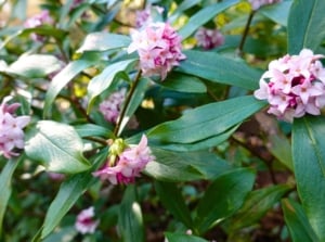 Clusters of small, fragrant pink and white flowers bloom among deep green leaves.