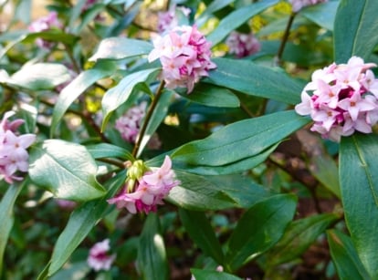 Clusters of small, fragrant pink and white flowers bloom among deep green leaves.