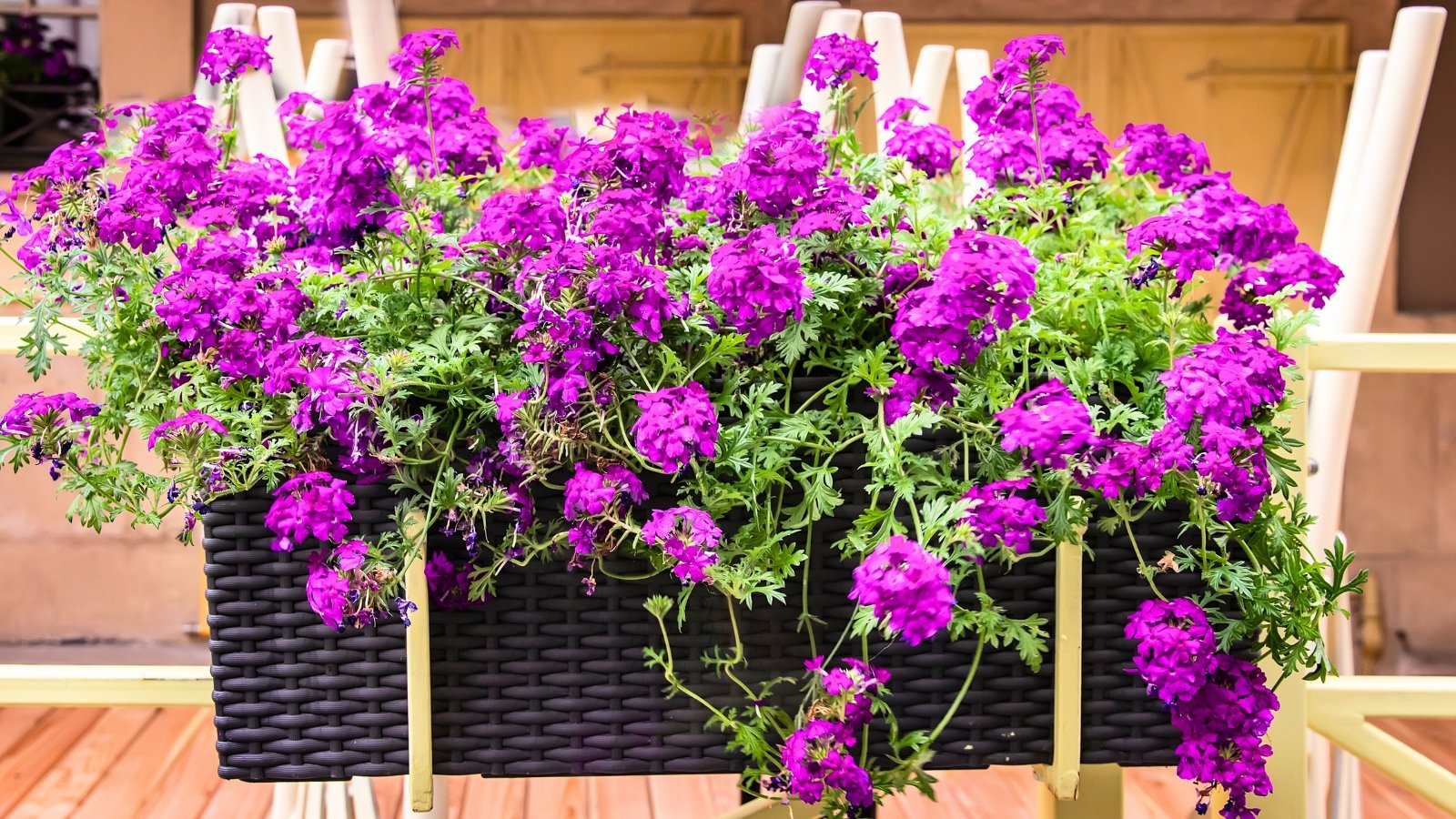 A black rectangular planter overflows with dense, spherical clusters of vibrant purple-magenta flowers and delicate green leaves.