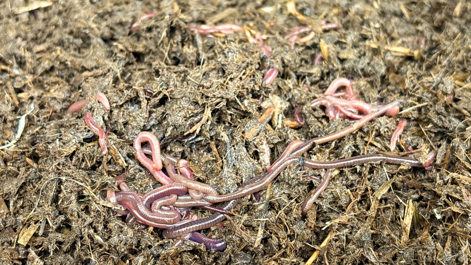 Close-up of numerous reddish-brown earthworms wriggling through dark, moist, crumbly vermicompost rich in organic matter.
