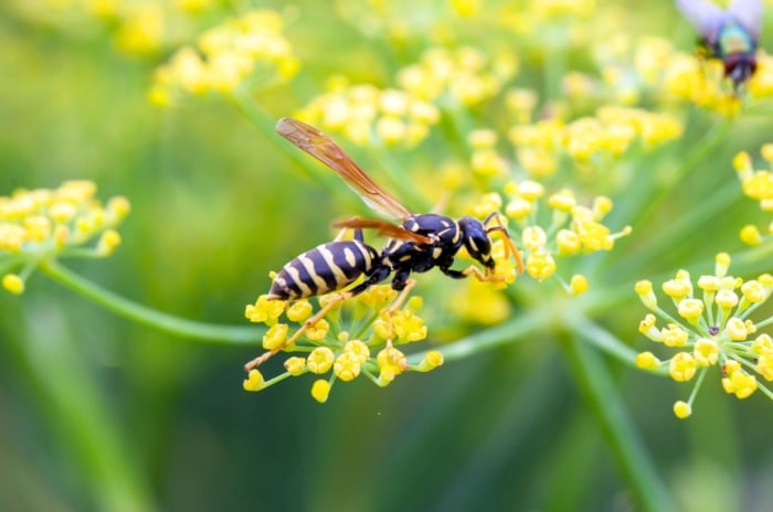 Slender European paper wasp with yellow and black markings perched on delicate yellow dill flowers, showing its benefits to the garden.