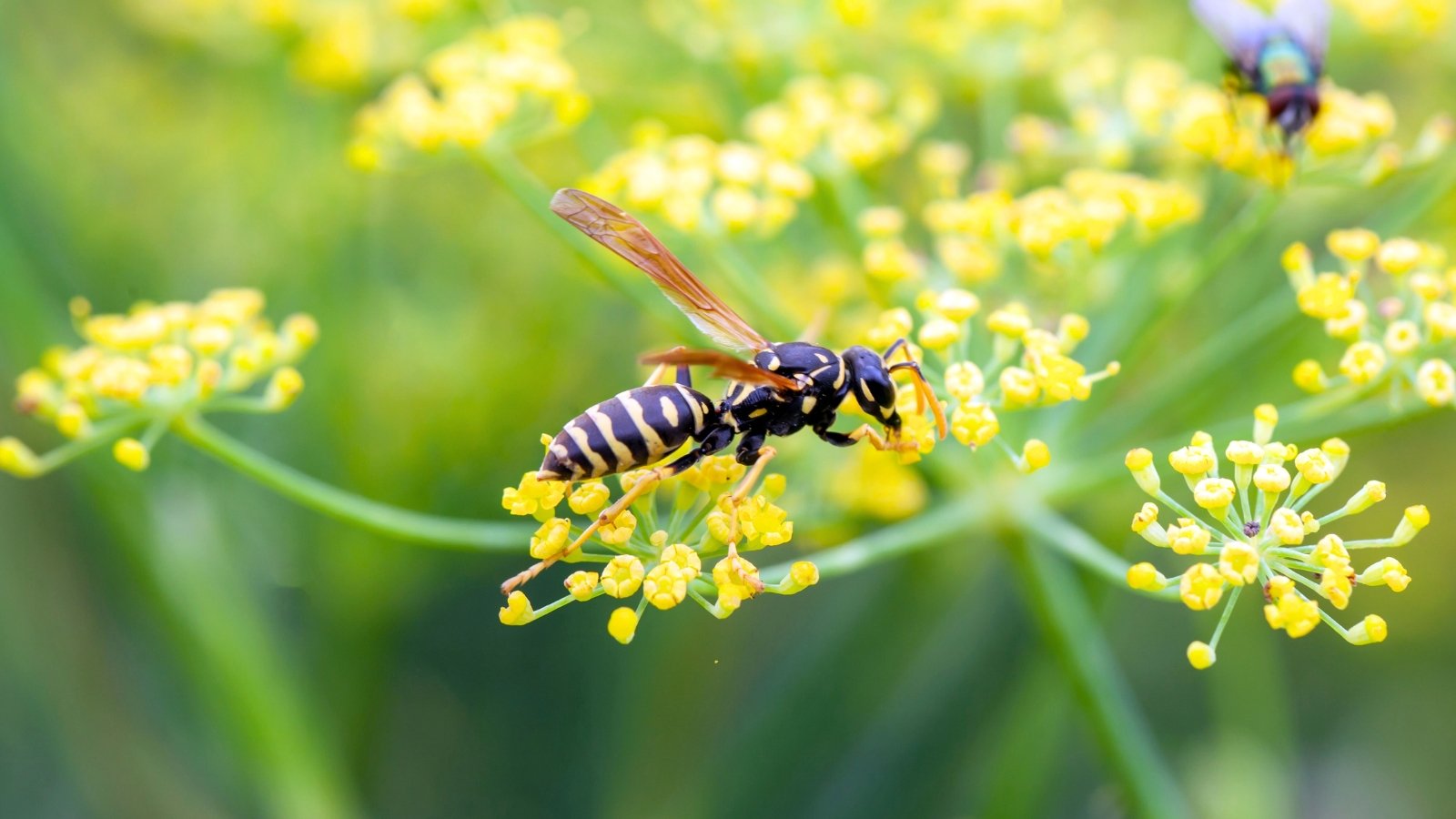 Slender European paper wasp with yellow and black markings perched on delicate yellow dill flowers, showing its benefits to the garden.