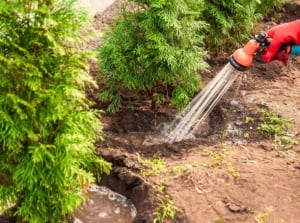 A woman’s gloved hand waters freshly transplanted arborvitae trees using a hose with a gentle sprinkle nozzle.