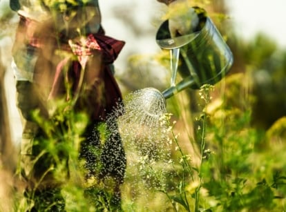 A gardener wearing gloves and a plaid shirt waters a vegetable garden with a large metal watering can at sunset in an evening garden.