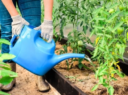 Female gardener with large blue watering can watering green ripening tomato plants with straw mulch showing watering mistakes that can kill tomatoes.