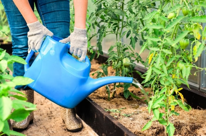 Female gardener with large blue watering can watering green ripening tomato plants with straw mulch showing watering mistakes that can kill tomatoes.