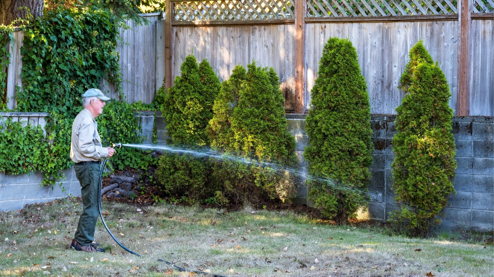 Senior man with a garden hose and spray nozzle watering a row of mature arborvitae trees with bright green foliage in the garden.