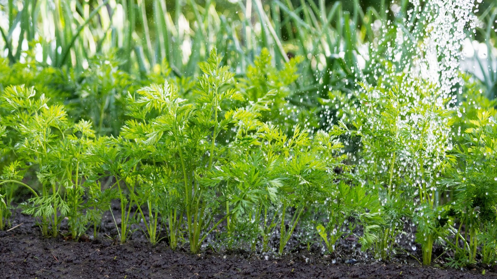 Streams of water pour onto carrot plants growing in tidy rows with finely divided, feathery green leaves that form soft, bushy tops above the soil.