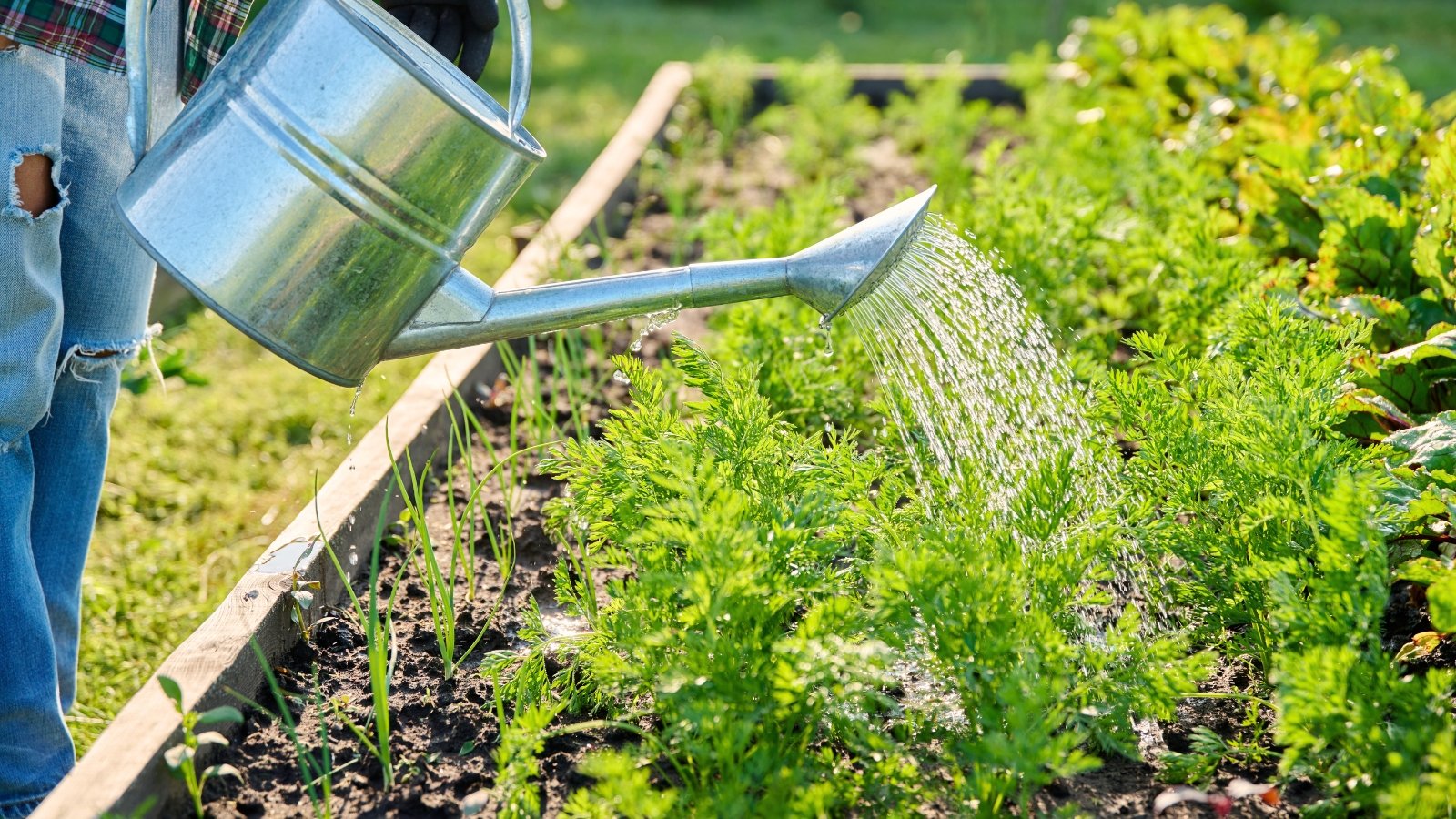 A gardener uses a large metal watering can to water a raised bed of carrot plants featuring vertical, lush clumps of feathery green foliage.