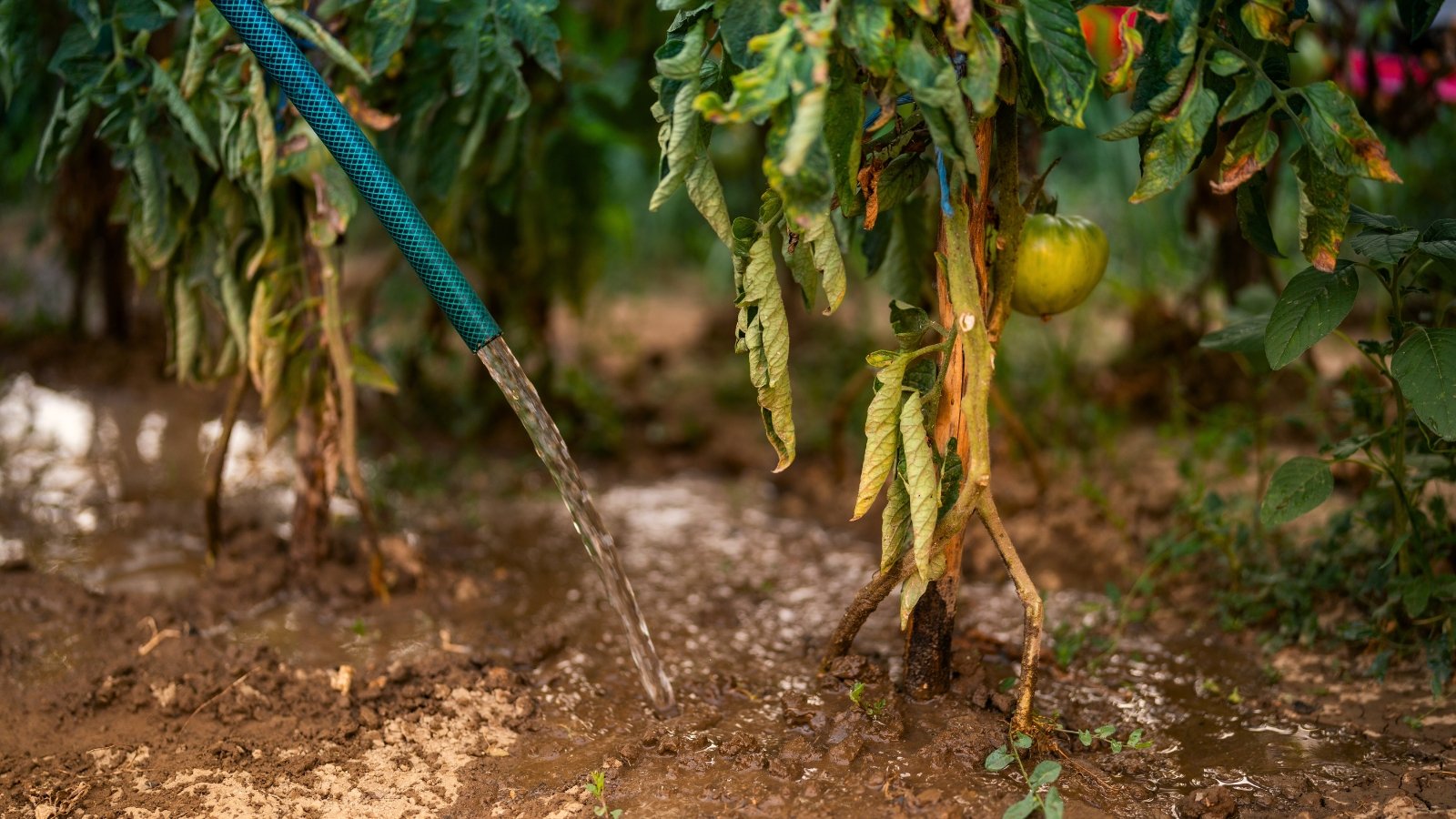 Watering tomato bushes with slightly drying lower leaves using a blue hose.