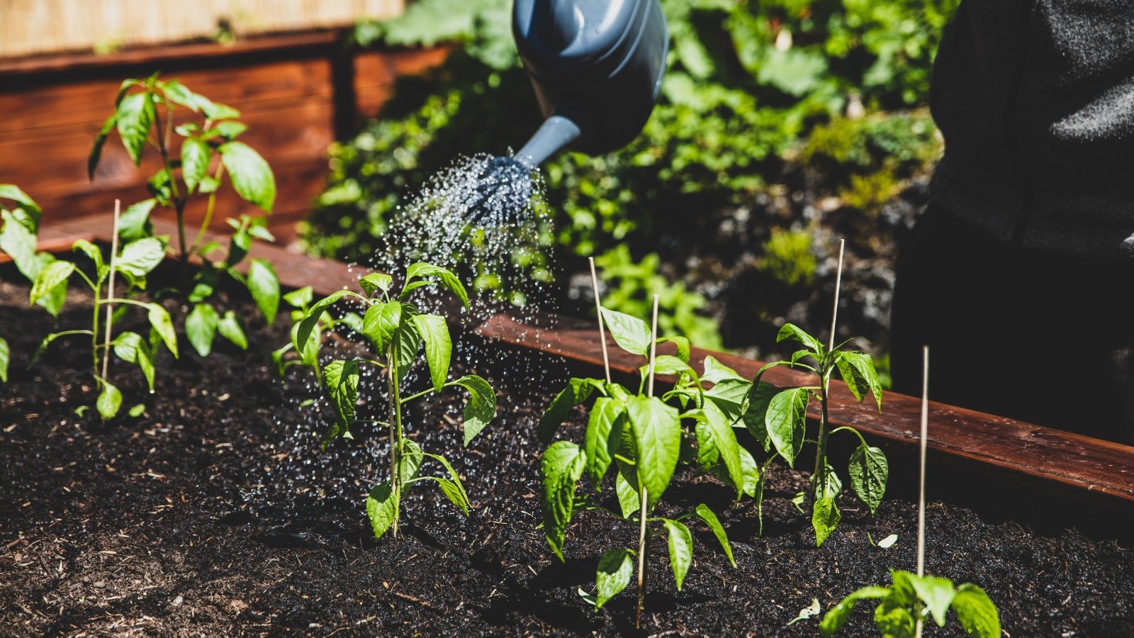 A gardener with a black watering can waters young pepper plants with glossy green foliage in a raised bed in the garden.