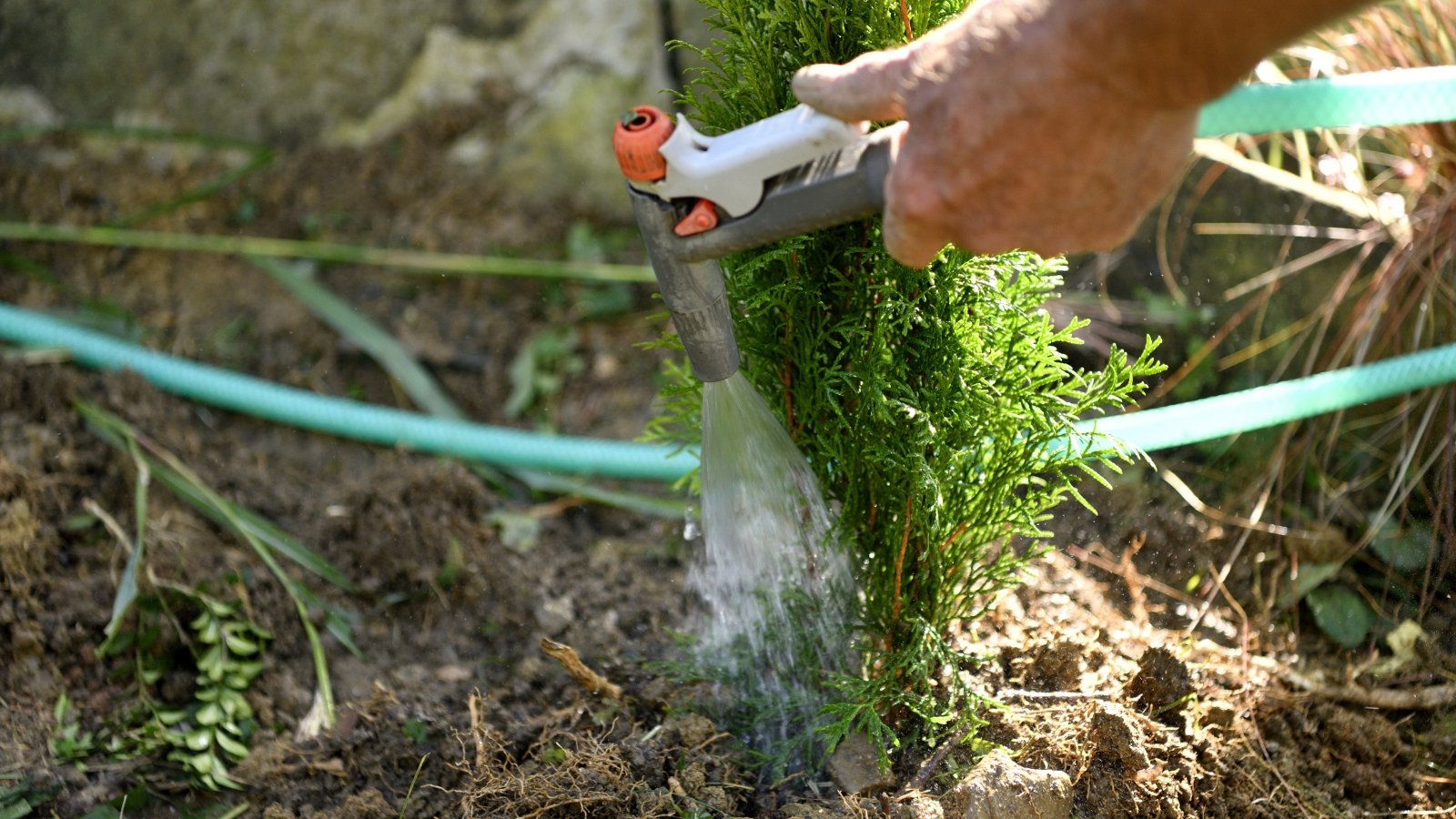 Close-up of gardener’s hand holding a spray gun watering a young thuja tree with dense green foliage using a hose.