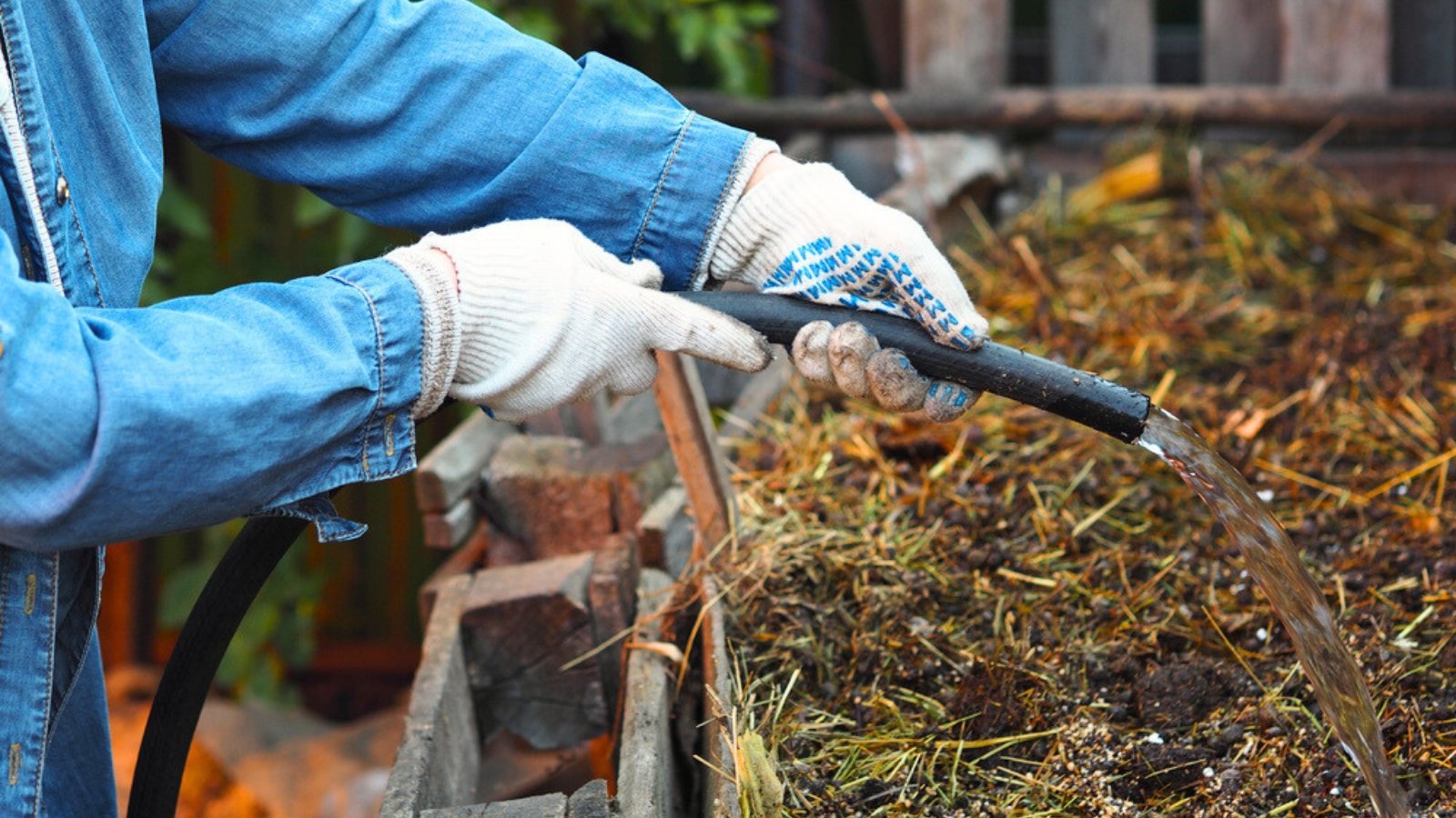 A male gardener in white gloves and a blue denim shirt waters a large compost heap with a black hose to make it wet in the garden.
