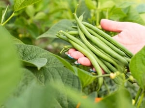 Close-up of a woman's hand holding freshly picked narrow, elongated, green pods among lush, heart-shaped, green foliage, showing when and how to harvest green beans.